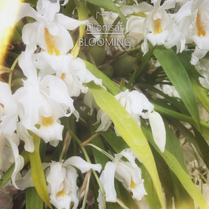 Blooming