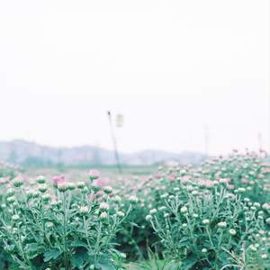 理疗音乐 (八音盒)