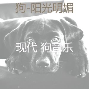 好玩的(睡觉的小狗)