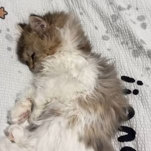 那年(初版)（翻自任然）