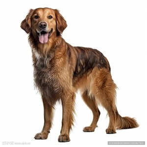 我说大狗叫是神有没有懂的