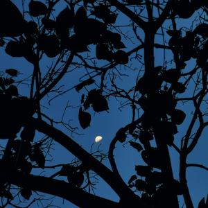 黄色 郁金香（prod by FRESH_ye）