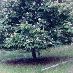 SheDontGotTheBallsToBreakItOff