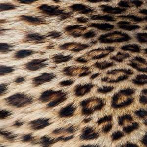 Quem vai tentar comigo