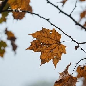 秋风无情