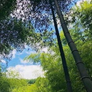 玫瑰（翻自 运百和）