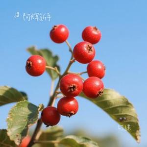 红山果 (Cover 安与骑兵)