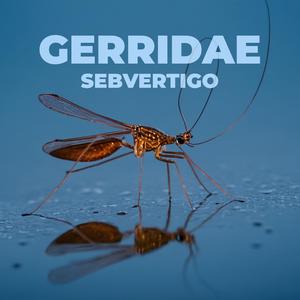 Gerridae