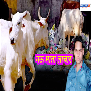 Gau Mata Lachar