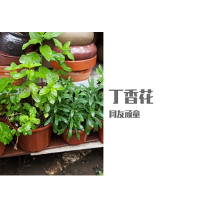 丁香花