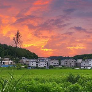 清晨鸟儿在歌唱