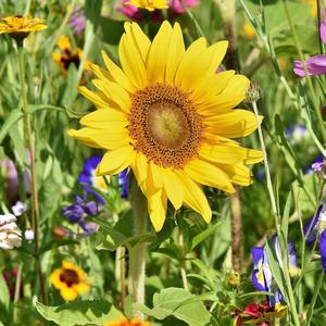 เจ้าดอกไม้