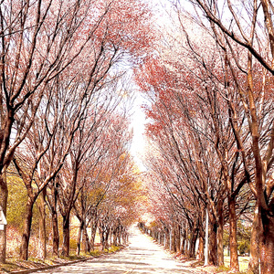 아침의 고요 속에