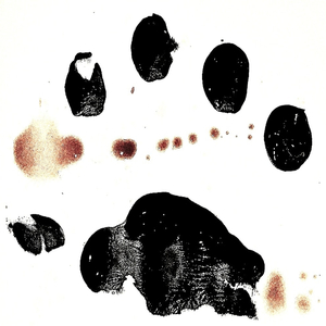 A Body and a Face