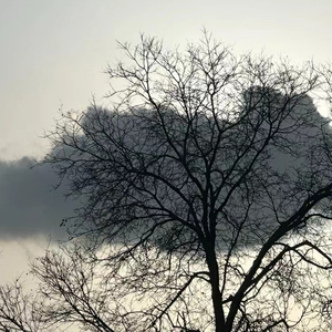 ต้องโทษดาว(要怪就怪那晚的星星)