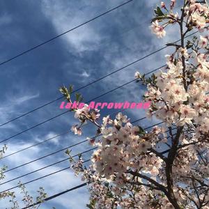 Lake Arrowhead (Violin Live）