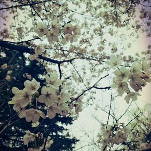 春花望露（古筝四重奏）