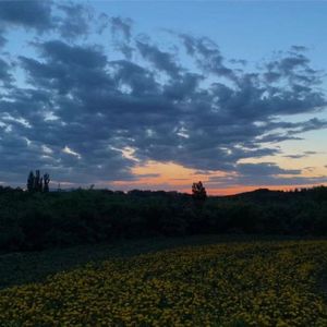 cx（钢琴铃声）