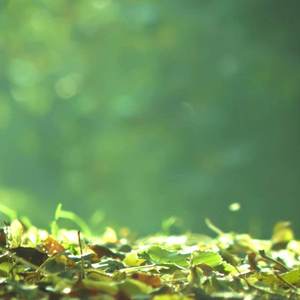 Autumn Leaves（翻自 Yves Montand）