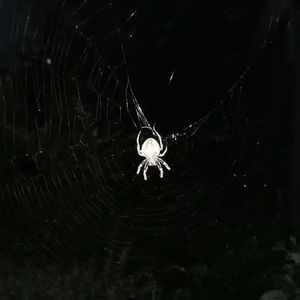 危机四伏(prod.TrippieOwens)