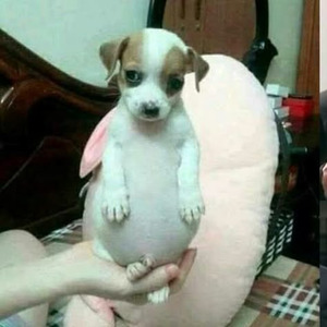 My Name Is Trick Trick (slowed)