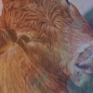 マンバンお兄さんの行方不明