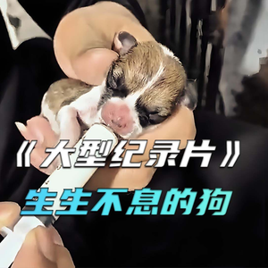 大型纪录片：生生不息的狗