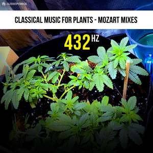 Bigger Buds Bass Stimulation