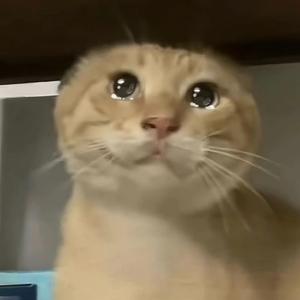 在你的身边 (哈基米纯享版)