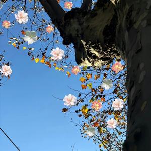 不是我妥协了，是我真没招了