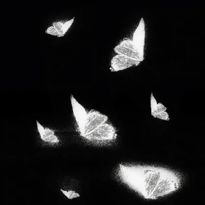 リナリアが咲いて