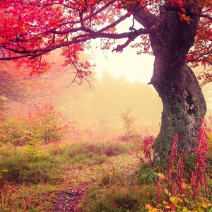 枫（翻自 5音）