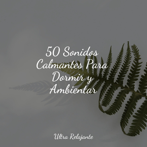 Anochecer En La Distancia