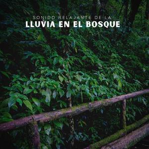 Sonido Relajante de la Lluvia en el Bosque, Pt. 39