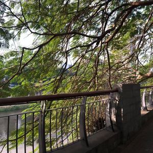 月柳轩窗佳人梦