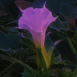 她的眼睛会唱歌（翻自 张宇佳）