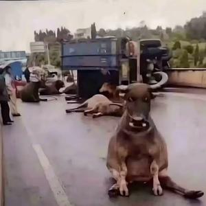 哞哞哞哞哞哞哞哞哞哞哞哞哞哞哞哞