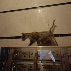 明明