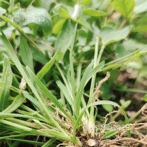 不能嫁给杂草根（这城市风太大）