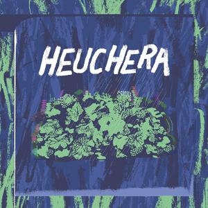 Heuchera