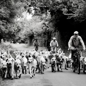 温和狗独自在家梦想