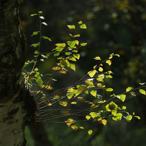 活成自己想要的样子