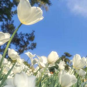 樱花草 尤克里里