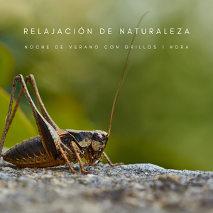 Relajación De Naturaleza: Noche De Verano Con Grillos - 1 Hora