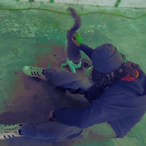 punk cat (feat. KayaeN)