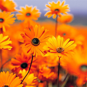 刘其贤 难舍难分