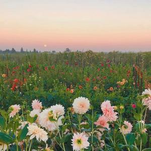 草原上的精灵骏马