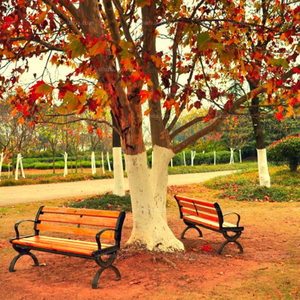 梧桐树下的等待