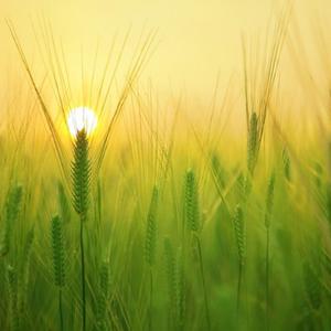 晨光唤醒古筝提神音乐