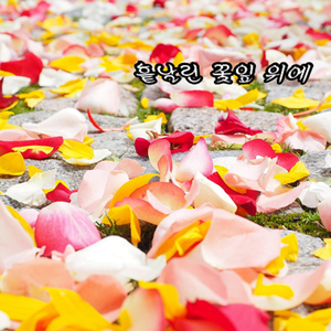 흩날린 꽃잎 위에